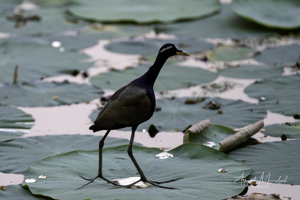 Bronze-winged Jacana - ML632946300
