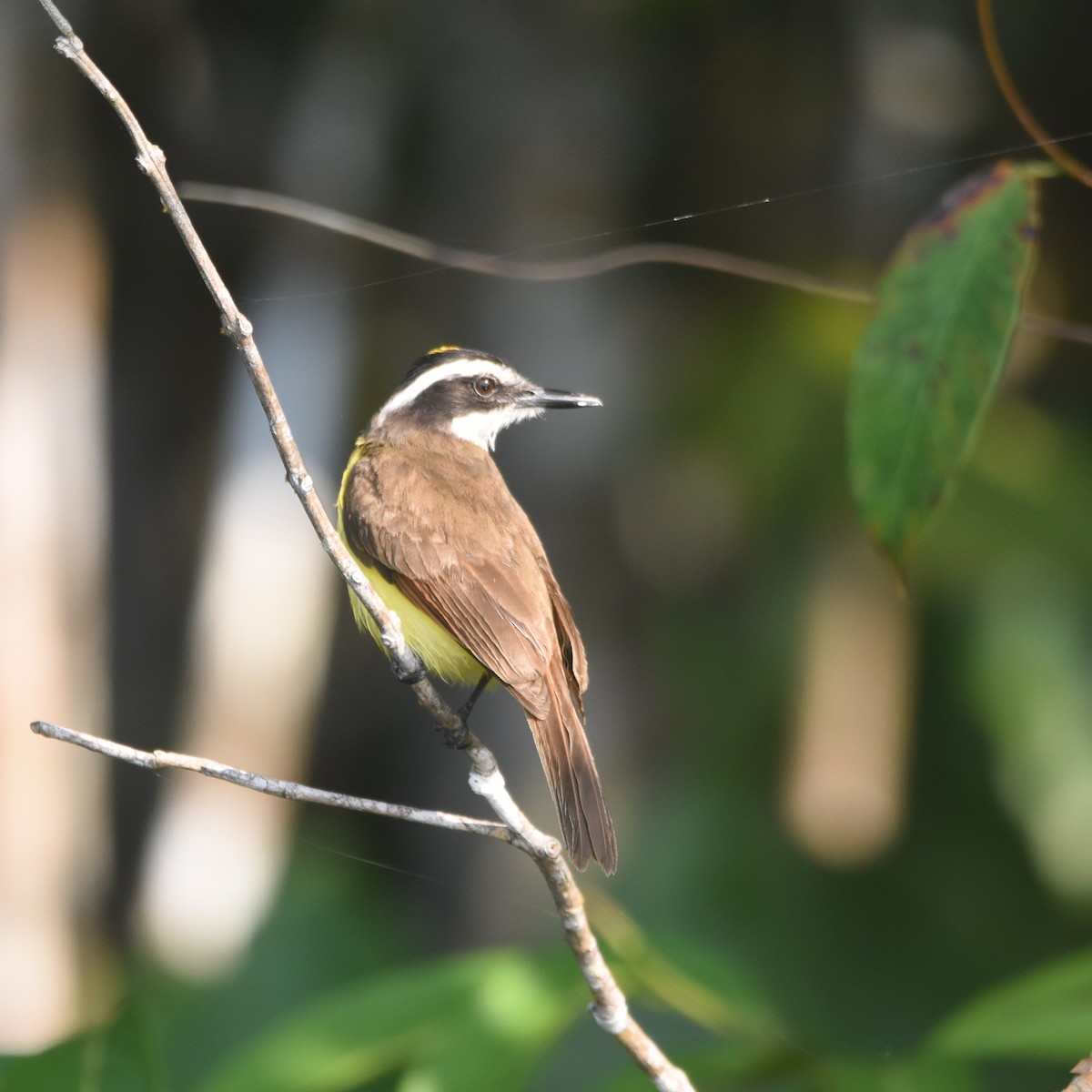 Lesser Kiskadee - ML632946311