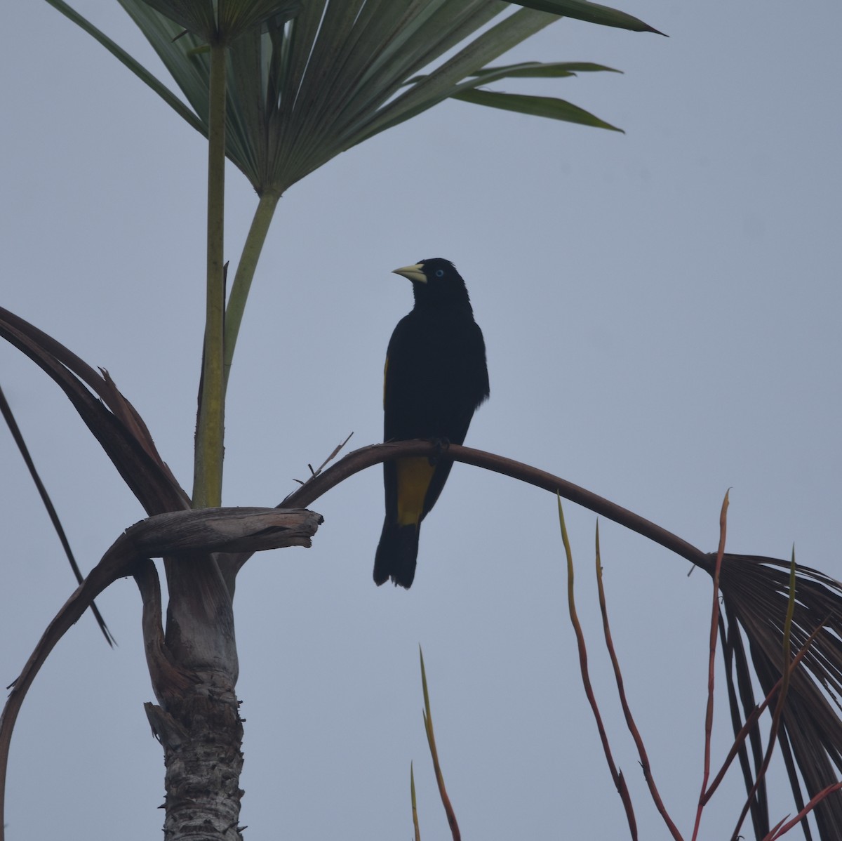 Yellow-rumped Cacique - ML632946321