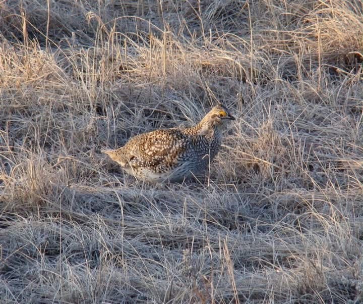 Sharp-tailed Grouse - ML632946523