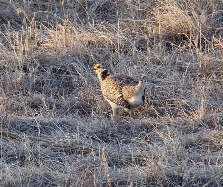 Sharp-tailed Grouse - ML632946525