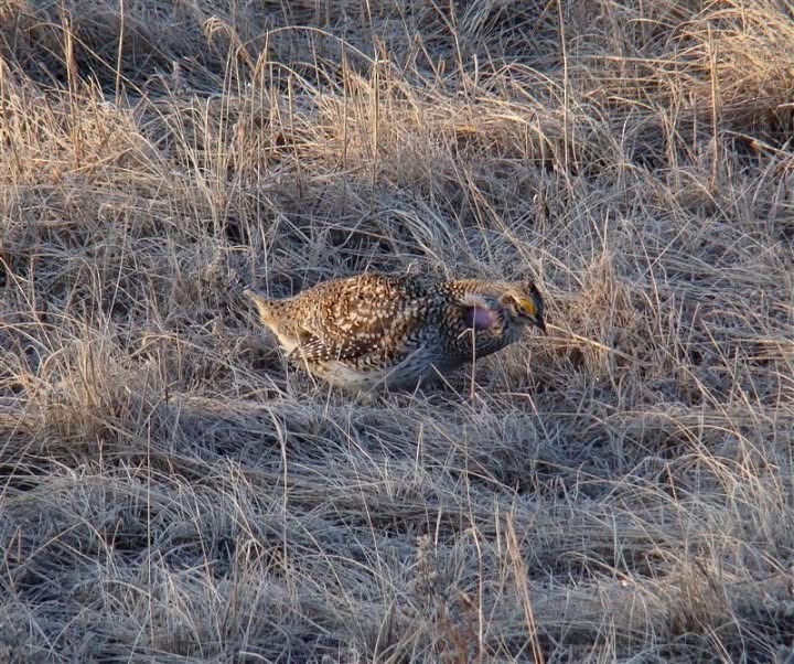 Sharp-tailed Grouse - ML632946526