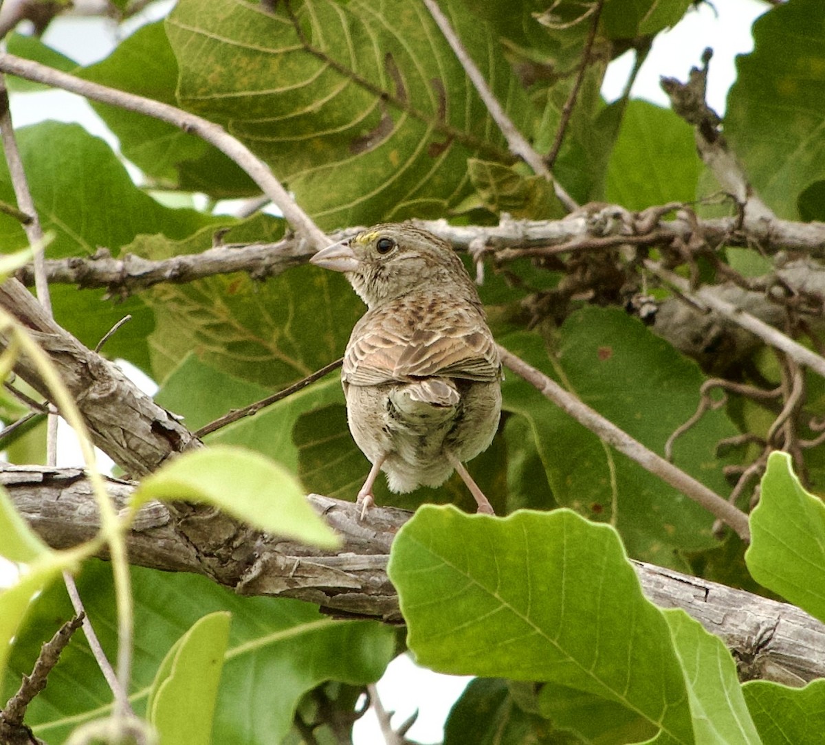 Grassland Sparrow - ML632946546