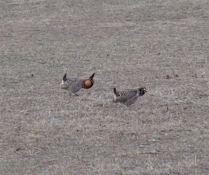 Greater Prairie-Chicken - ML632946566