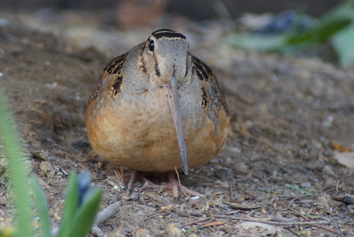 American Woodcock - ML632946667