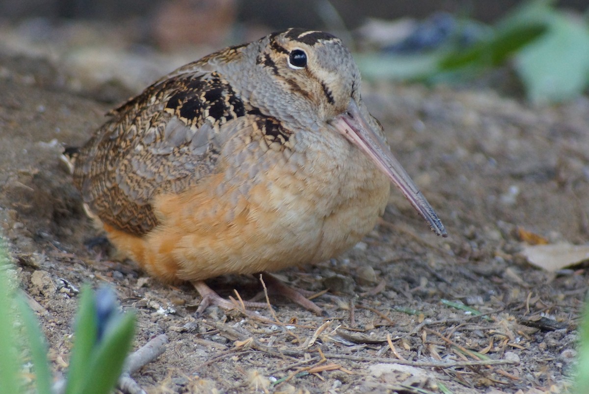 American Woodcock - ML632946669