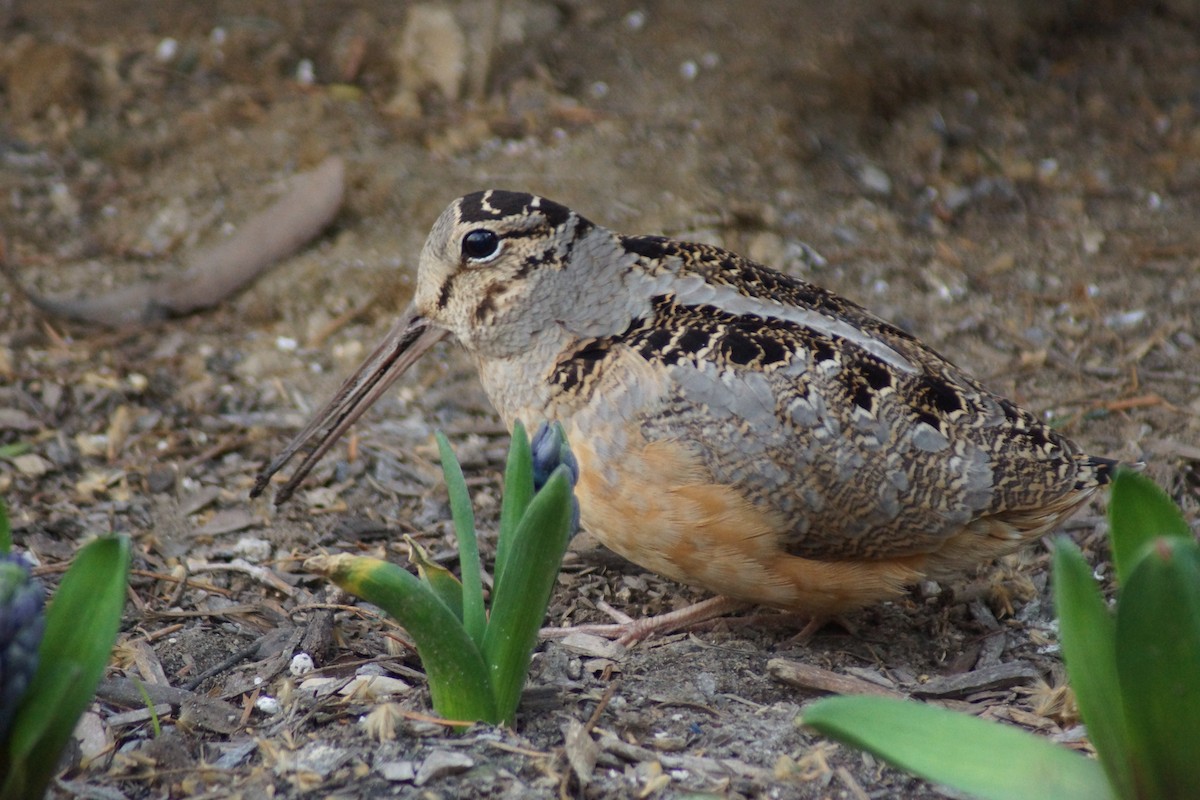American Woodcock - ML632946673