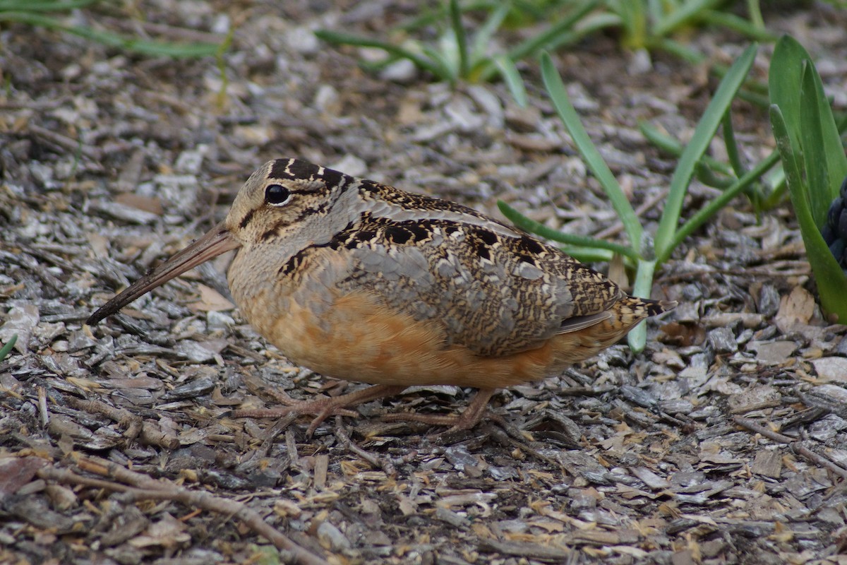 American Woodcock - ML632946675