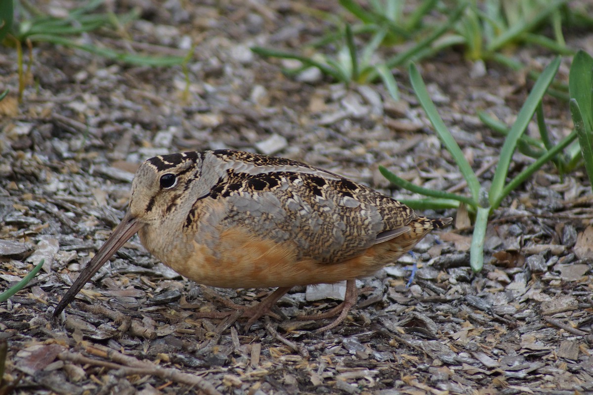 American Woodcock - ML632946676