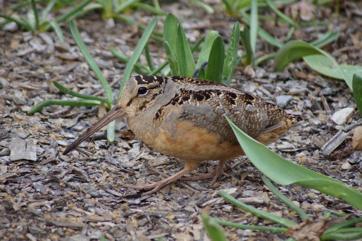 American Woodcock - ML632946677