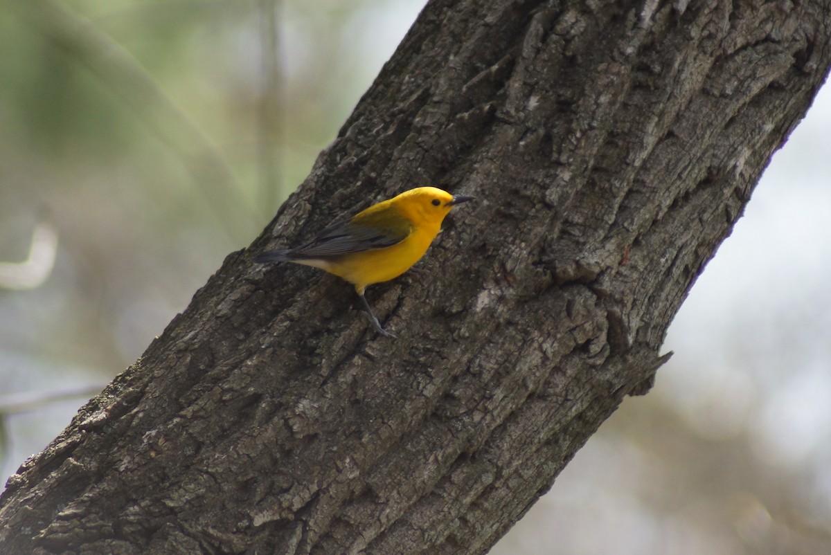 Prothonotary Warbler - ML632946791