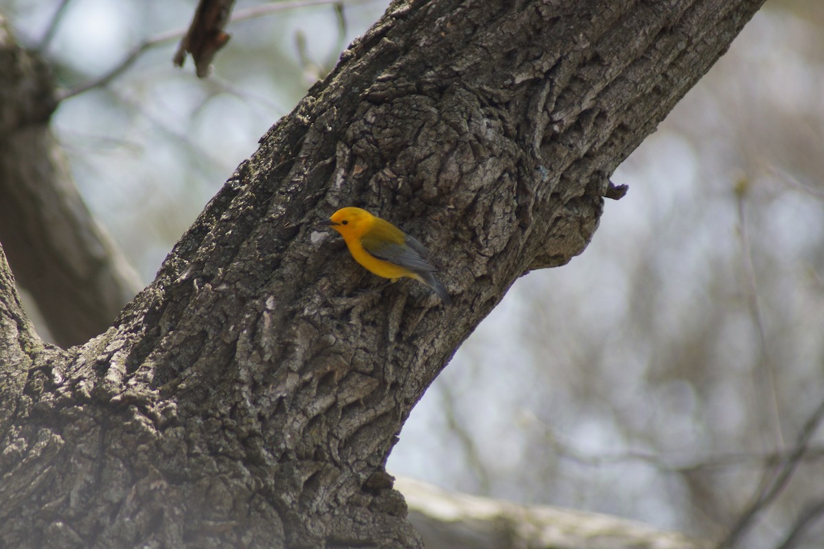 Prothonotary Warbler - ML632946792