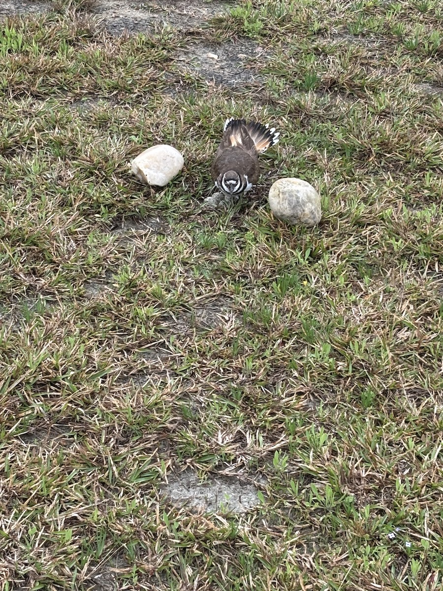 Killdeer - ML632947078