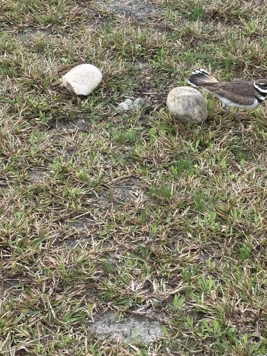 Killdeer - ML632947079