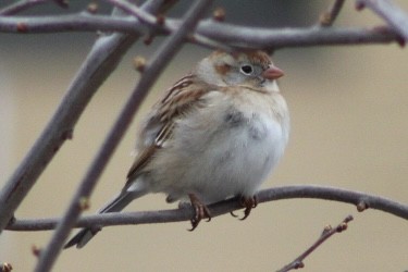Field Sparrow - ML632947373