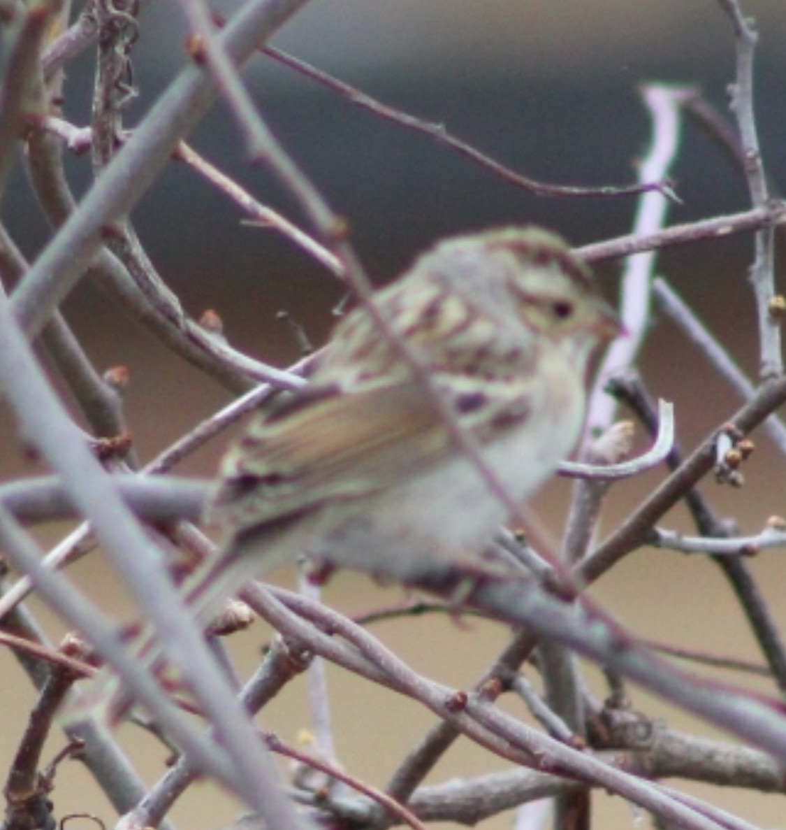 Clay-colored Sparrow - ML632947395
