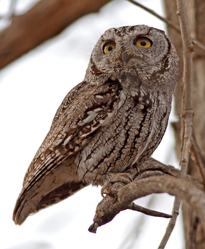 Western Screech-Owl - Robb Hinds