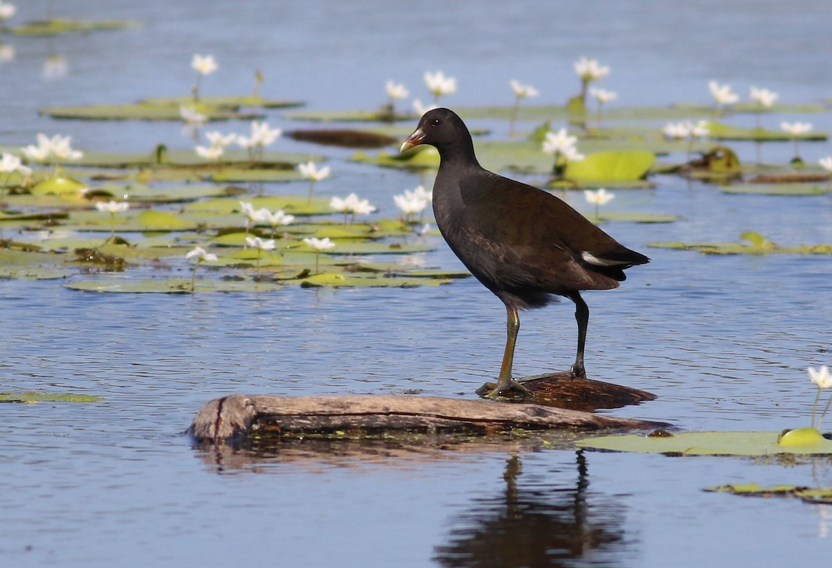 Dusky Moorhen - ML63294771