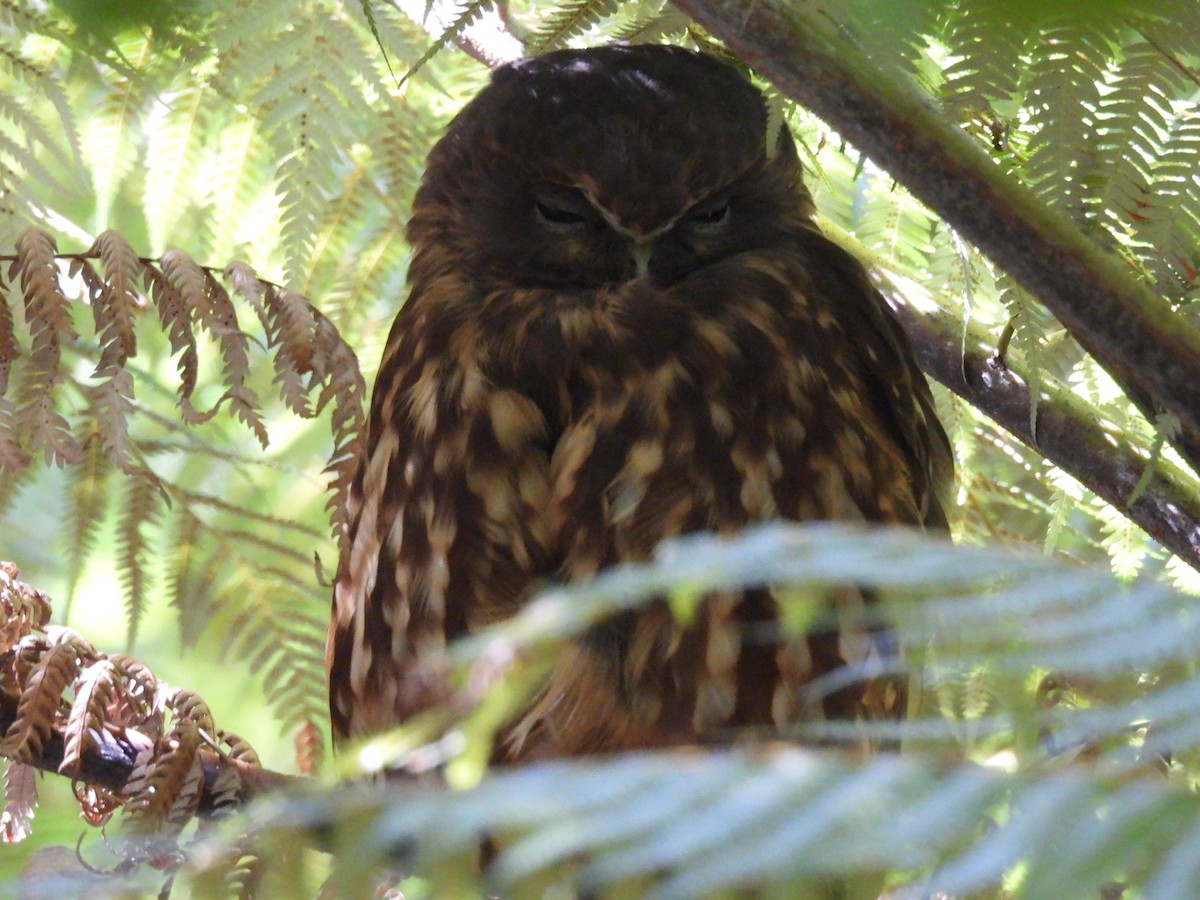 Morepork - ML632947795