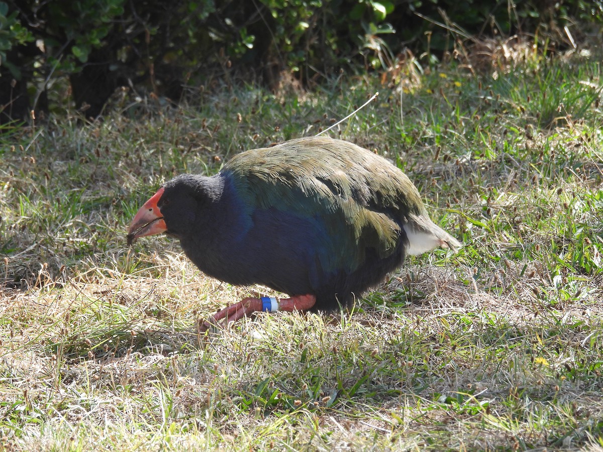 South Island Takahe - ML632947987