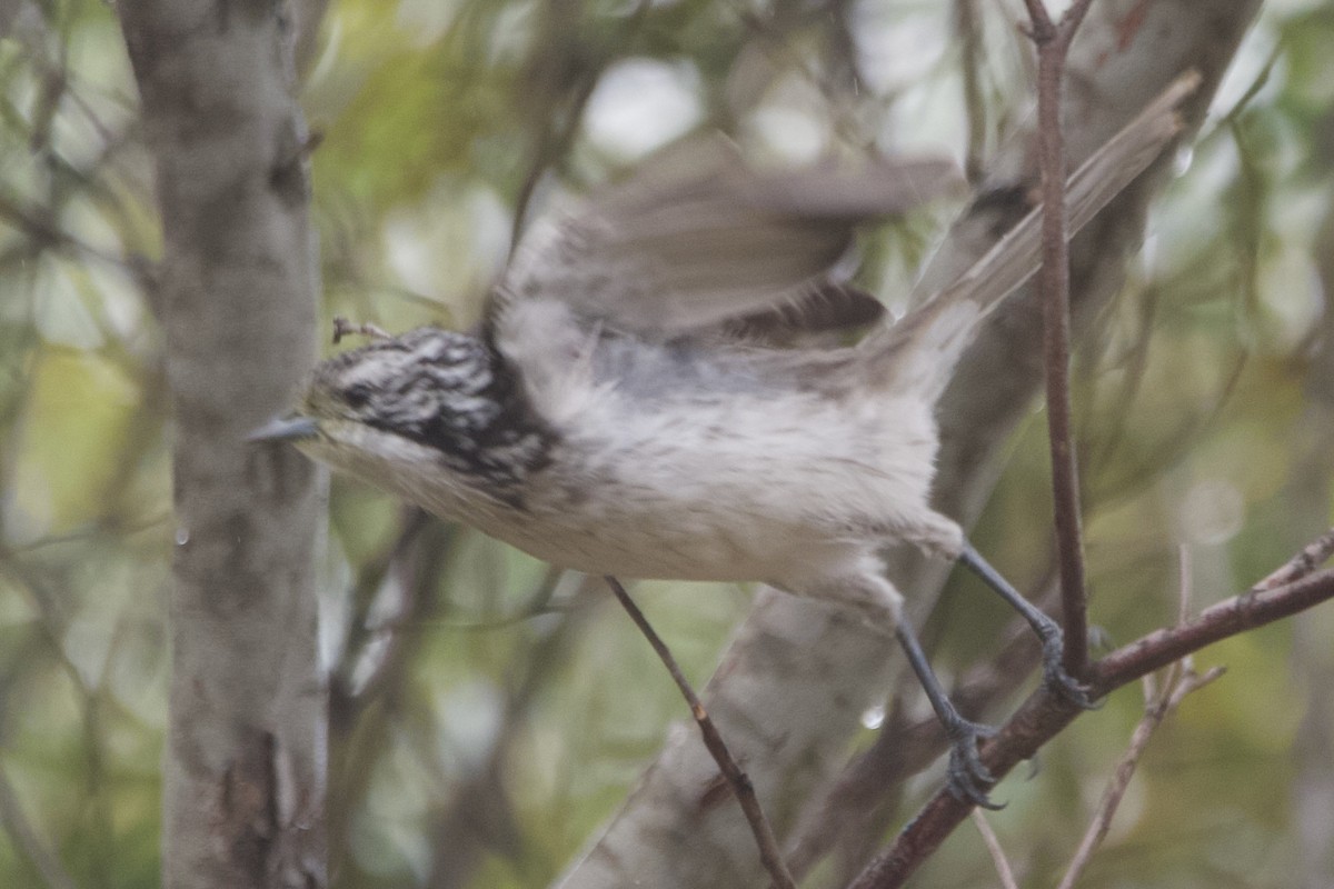 Striped Honeyeater - ML632948096