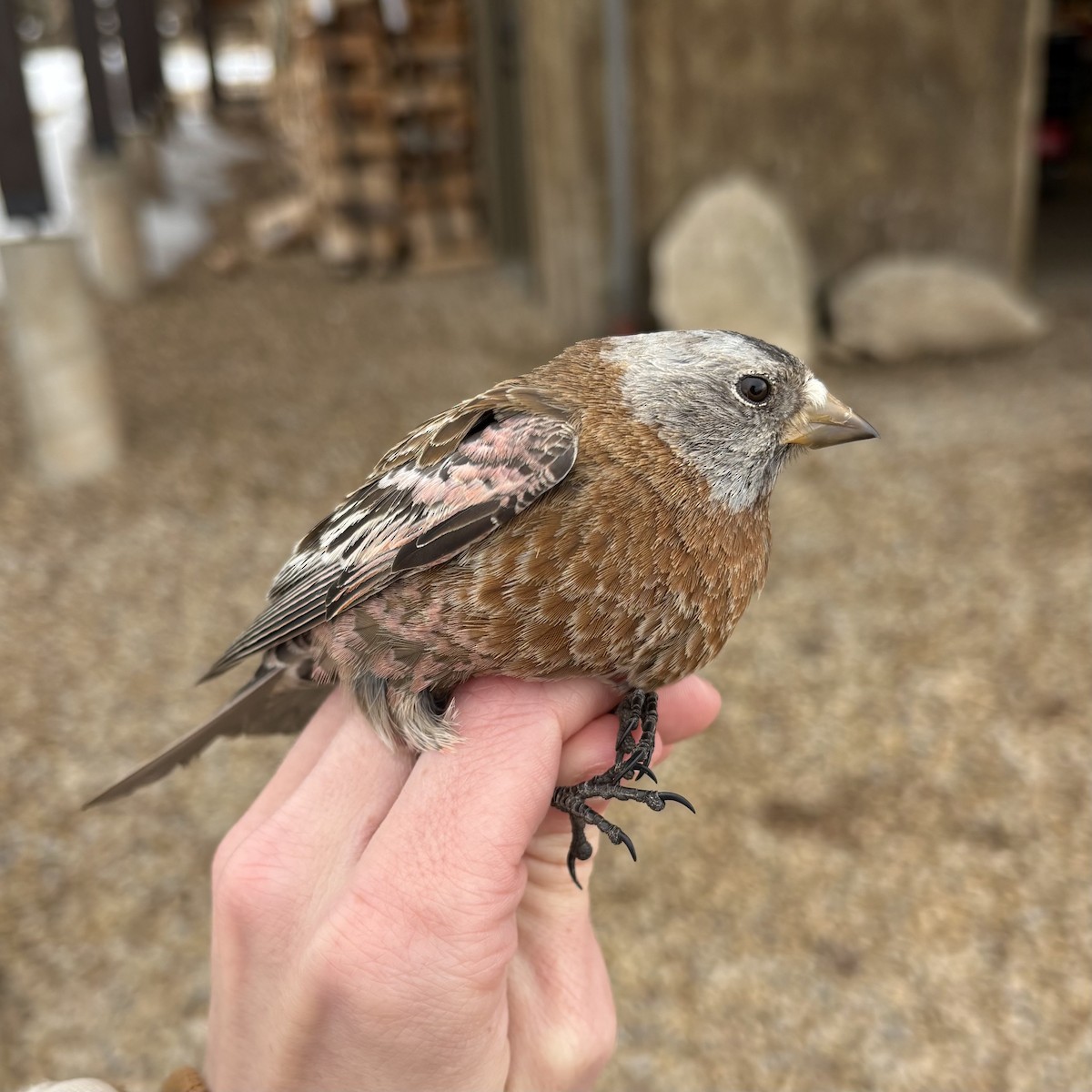 Gray-crowned Rosy-Finch (Hepburn's) - ML632948097