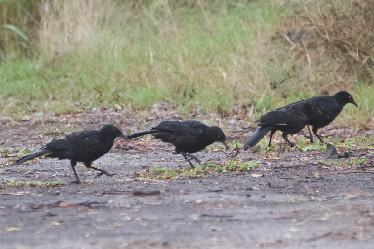 White-winged Chough - ML632948100