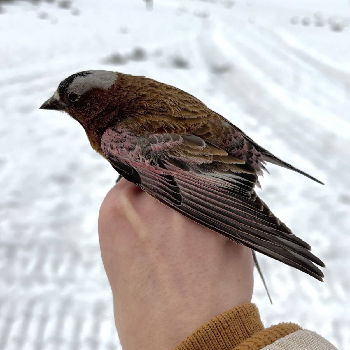Gray-crowned Rosy-Finch (Gray-crowned) - ML632948133