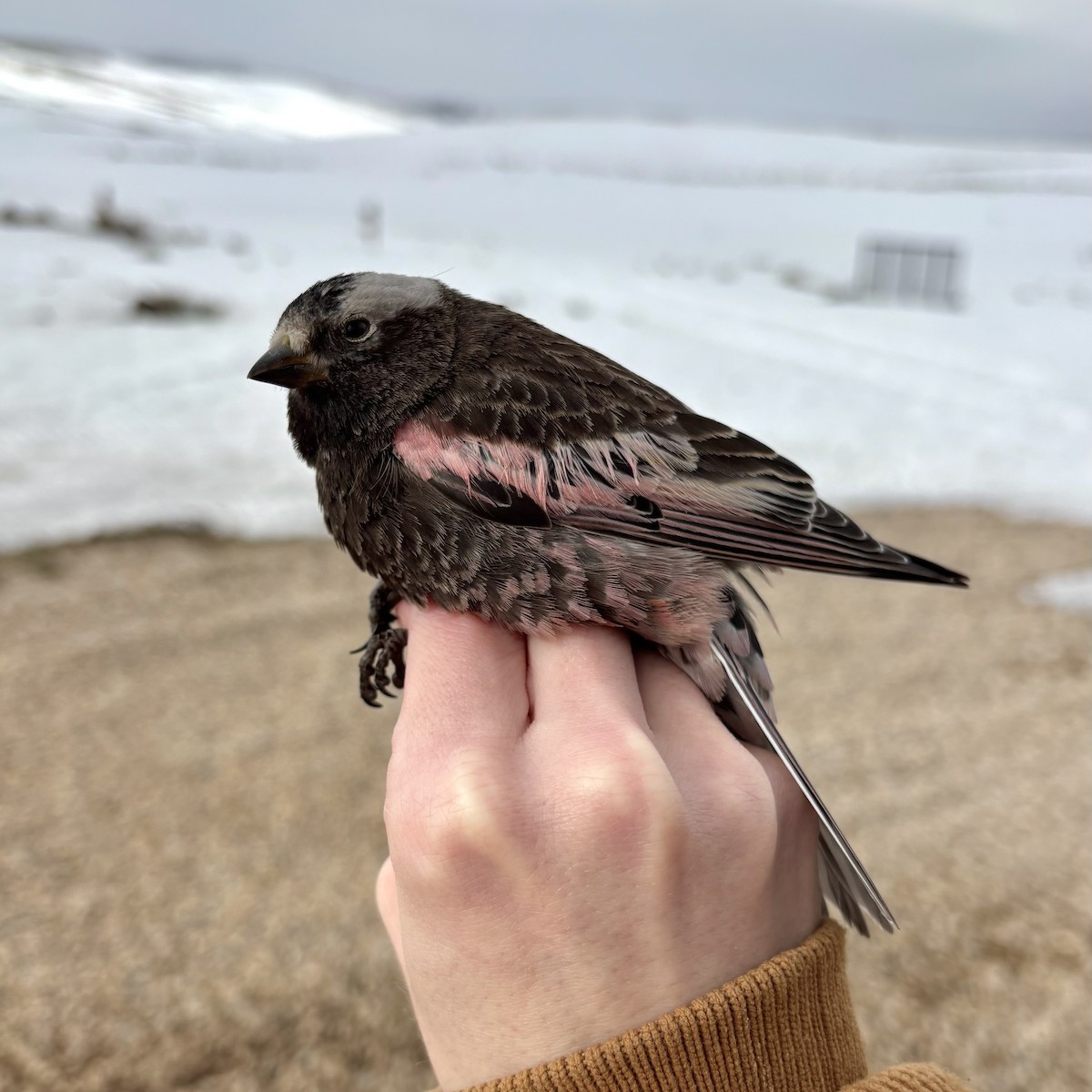 Black Rosy-Finch - ML632948151