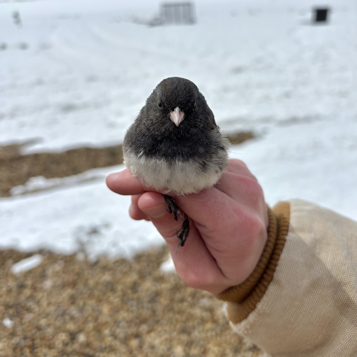 Dark-eyed Junco (Oregon) - ML632948167