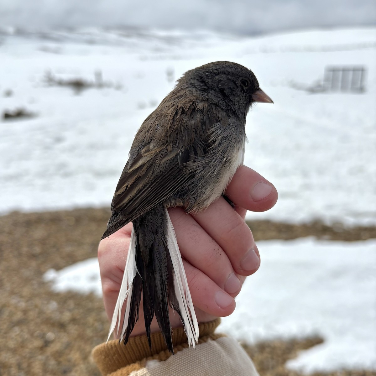 Dark-eyed Junco (Oregon) - ML632948168