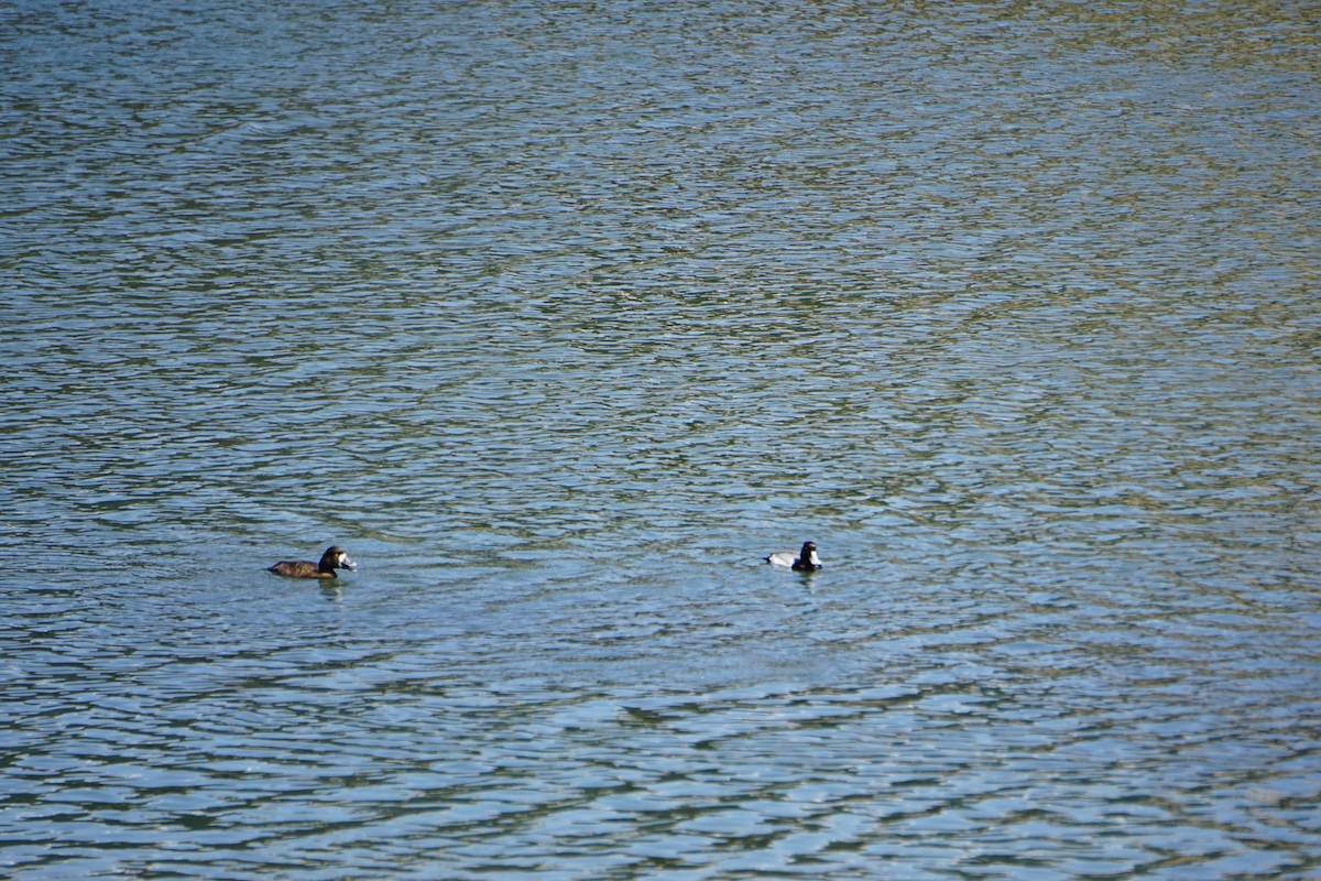 Lesser Scaup - ML632948203