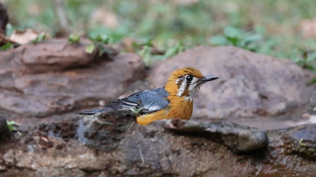 Orange-headed Thrush - ML632948207