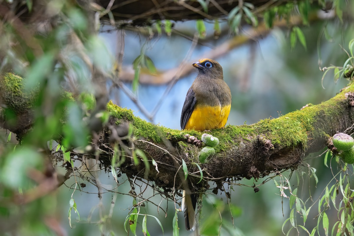 Ward's Trogon - ML632948216
