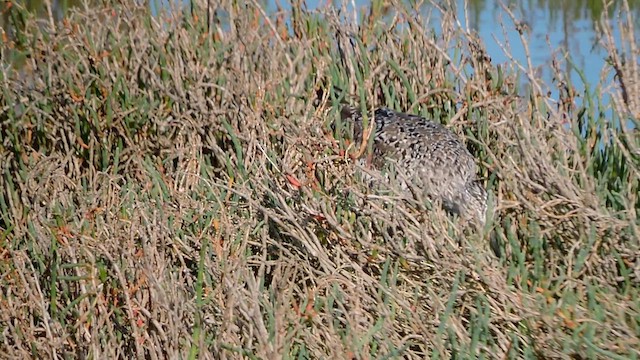 Greater Yellowlegs - ML632948230