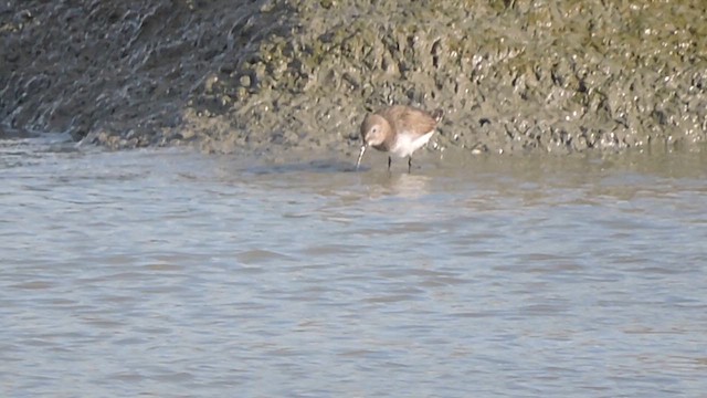Dunlin - ML632948234