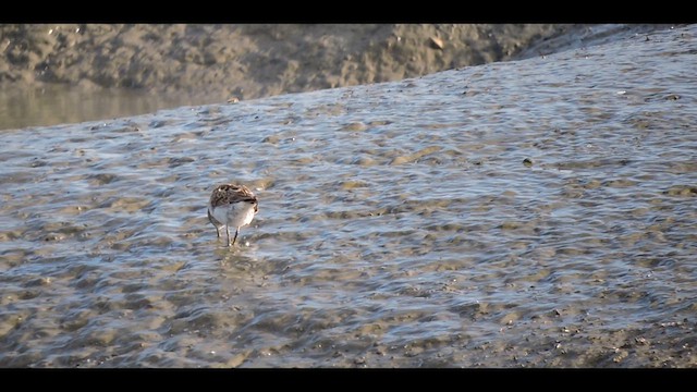 Least Sandpiper - ML632948237