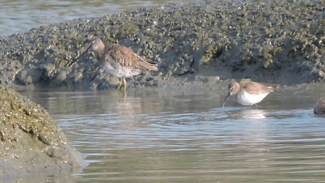 Alaska Kumkuşu - ML632948239