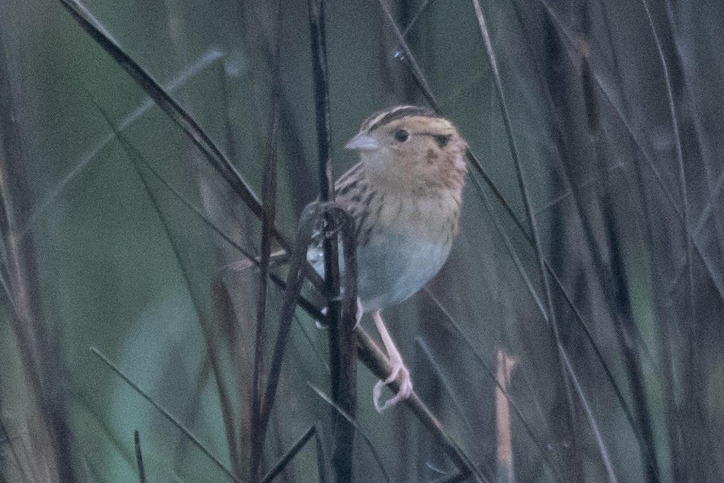 LeConte's Sparrow - Jonathan Strassfeld