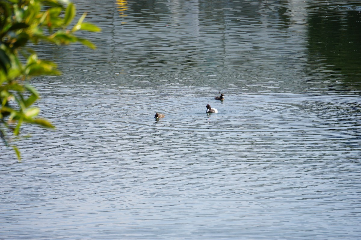 Lesser Scaup - ML632948449