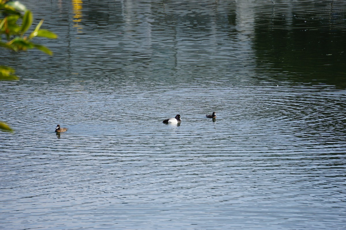 Lesser Scaup - ML632948464