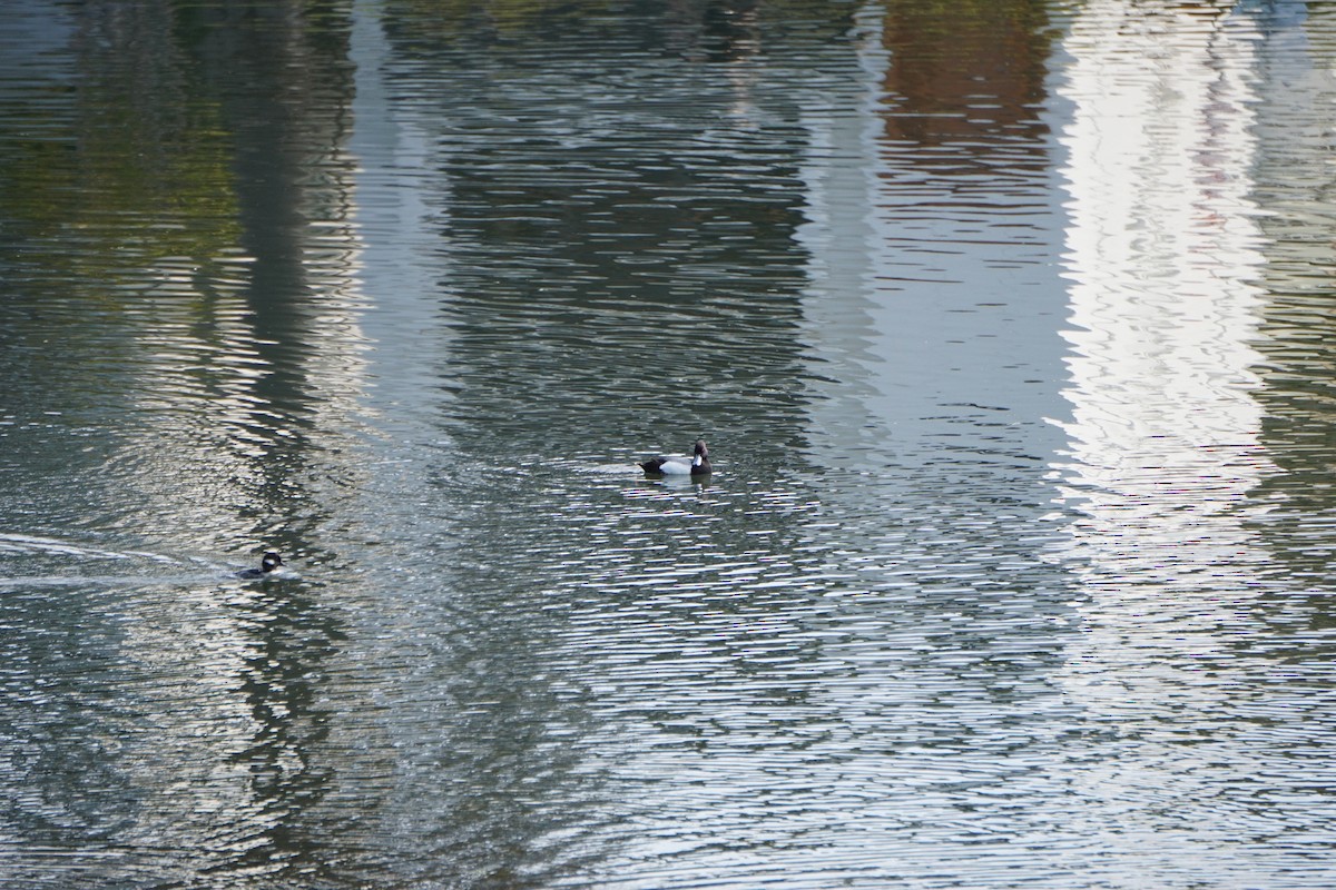 Lesser Scaup - ML632948469