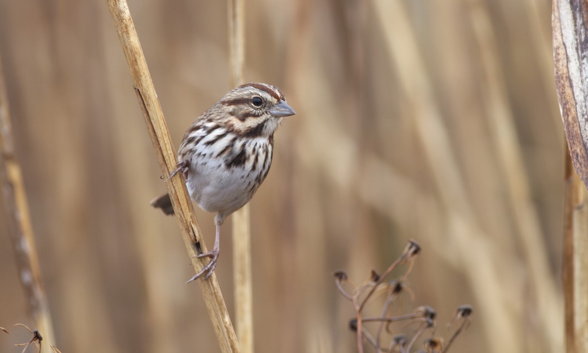 Song Sparrow - ML632948577