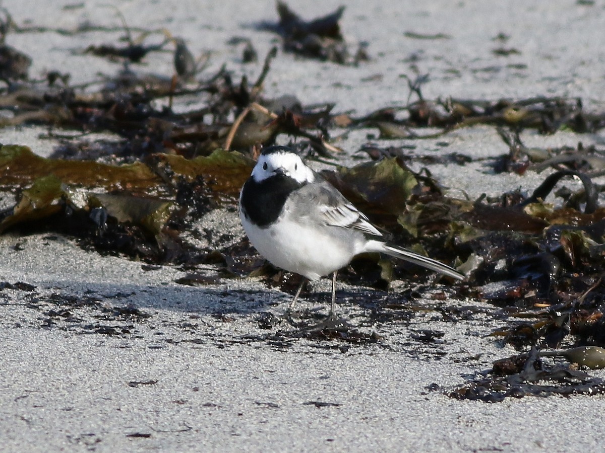 White Wagtail (British) - ML632948589