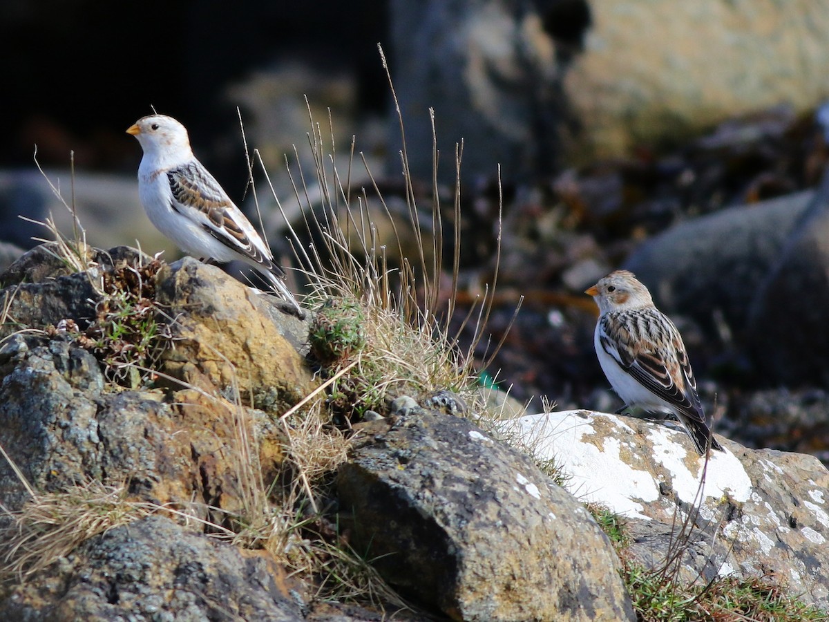 Snow Bunting - ML632948591