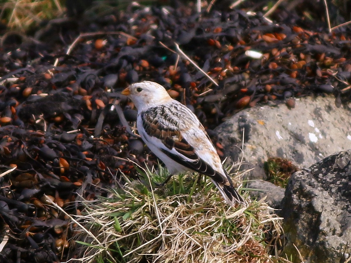 Snow Bunting - ML632948597