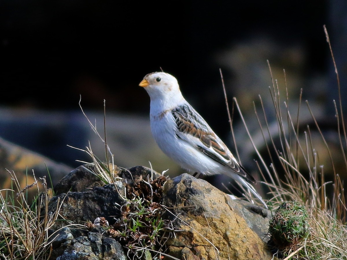 Snow Bunting - ML632948599