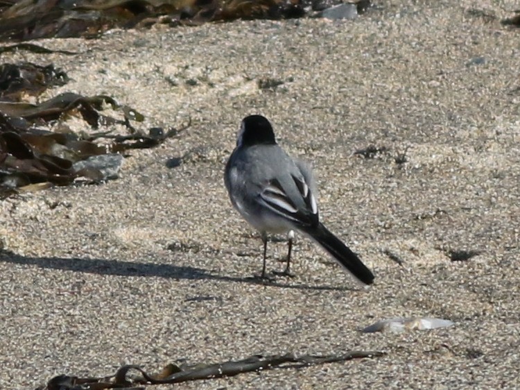 White Wagtail (White-faced) - ML632948744