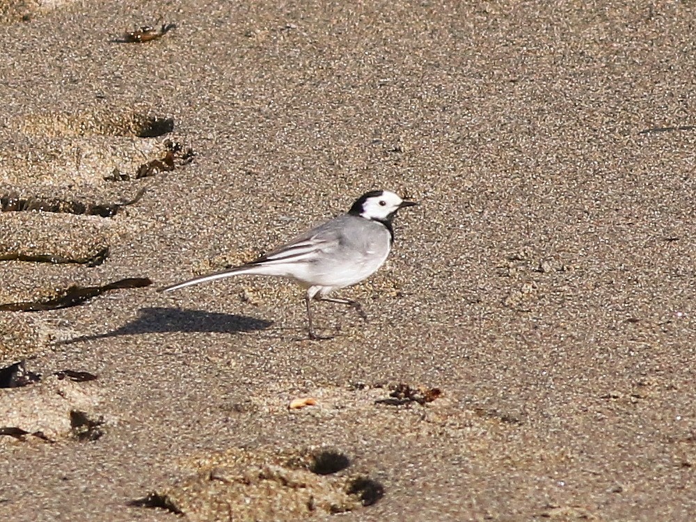 White Wagtail (White-faced) - ML632948745