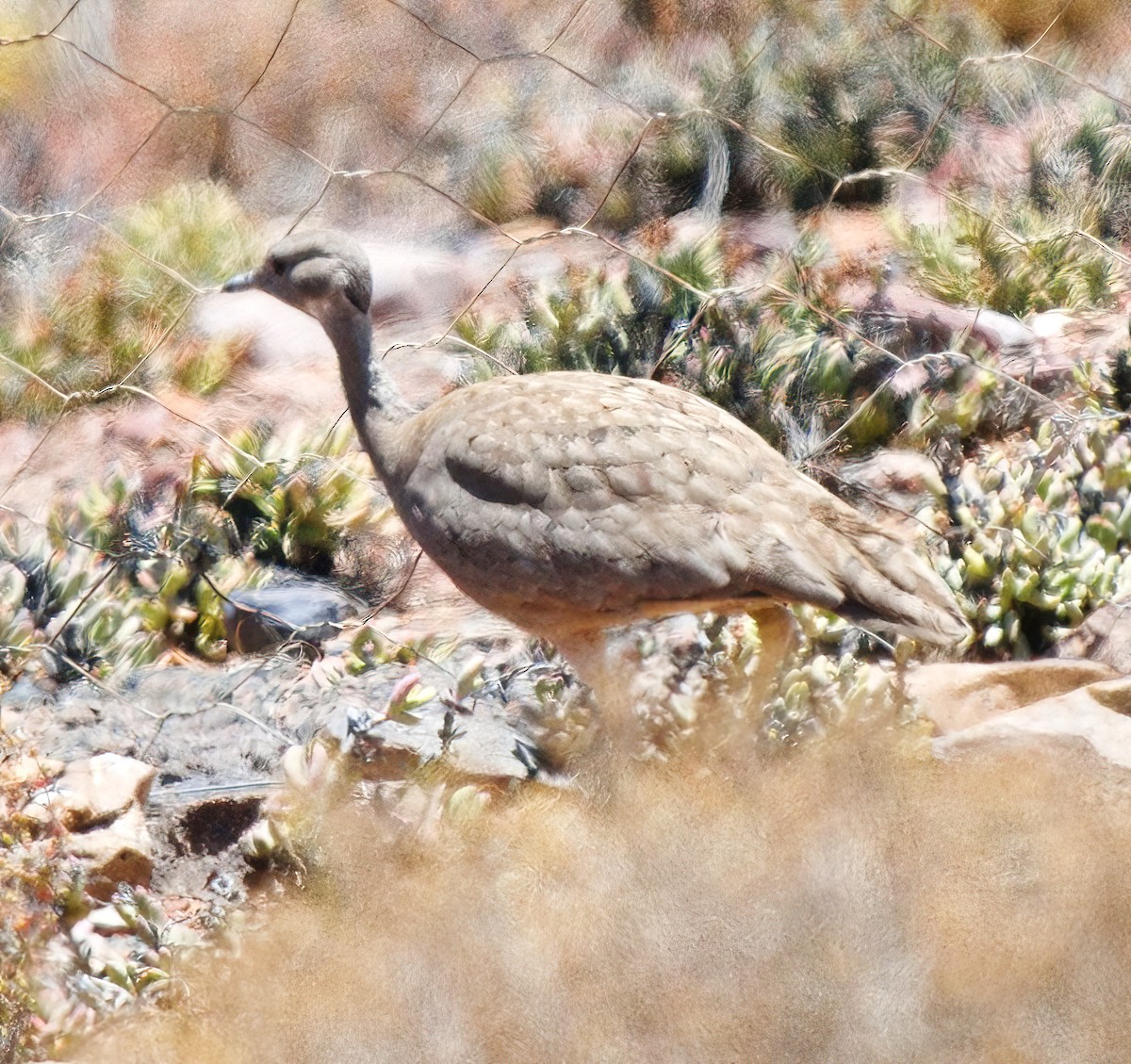 Karoo Bustard - ML632948779